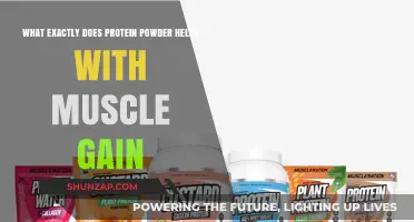 How Protein Powder Fuels Muscle Growth and Recovery Effectively