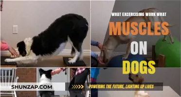 Effective Dog Exercises: Targeting and Strengthening Specific Canine Muscles