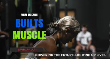 Building Muscle: The Best Exercises to Bulk Up