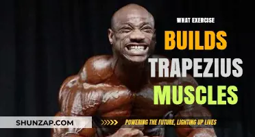 Strengthen Your Trapezius: Effective Exercises for Upper Back Power