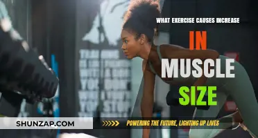 Effective Exercises to Maximize Muscle Growth and Size Naturally