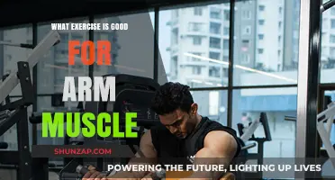 Effective Arm Exercises: Building Muscle and Strength