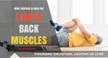Strengthen Your Lower Back: The Best Exercises for Muscle Support
