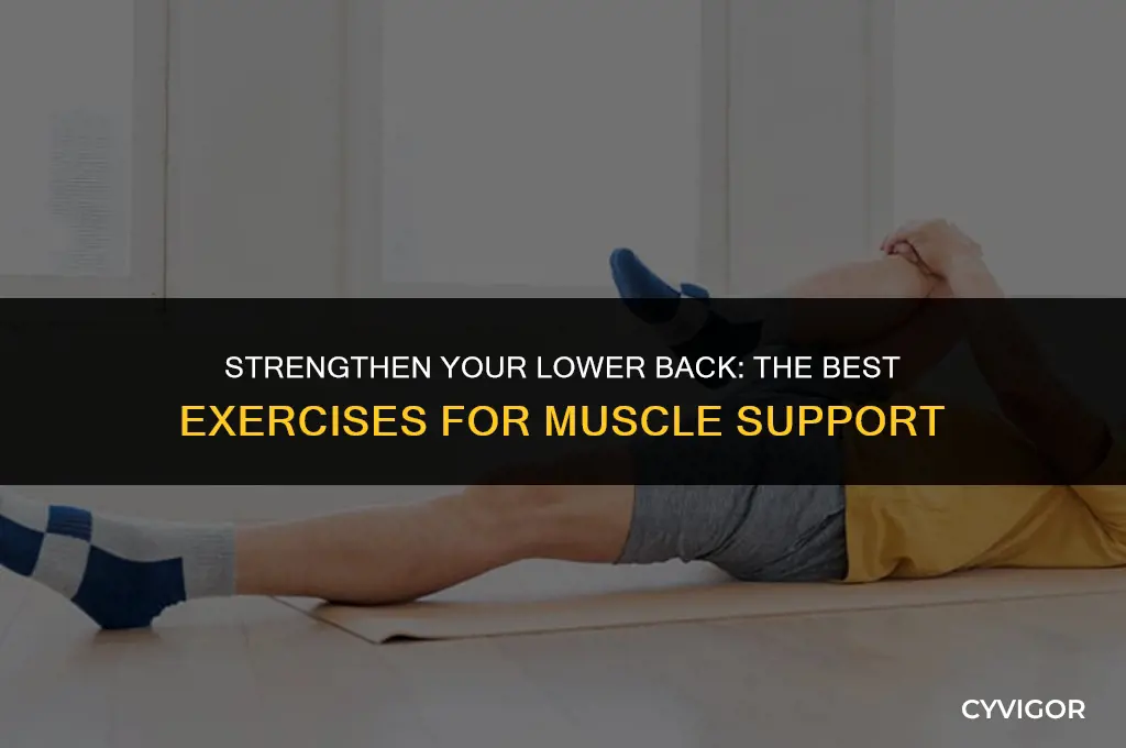 what exercise is good for lower back muscles