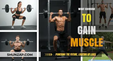 Effective Muscle-Building Exercises: Strategies for Strength and Size Gains