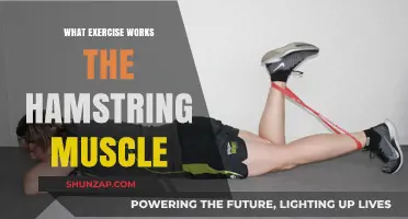 Effective Hamstring Exercises: Strengthen and Tone Your Hamstring Muscles
