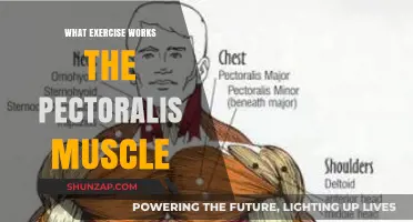 Effective Exercises to Target and Strengthen Your Pectoralis Muscles