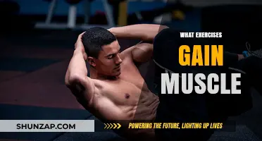 Effective Muscle-Building Exercises for Strength and Size Gains