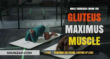 Effective Gluteus Maximus Workouts: Target and Strengthen Your Glutes Fast