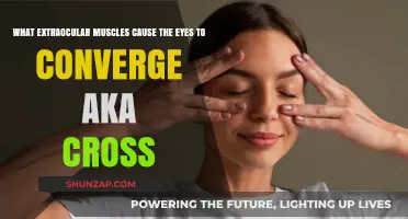 Convergence Unveiled: The Extraocular Muscles Behind Crossed Eyes Explained