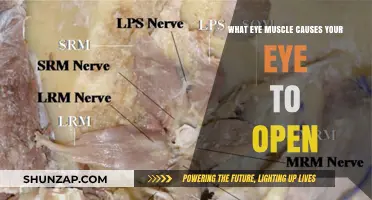 How the Levator Palpebrae Superioris Muscle Opens Your Eye