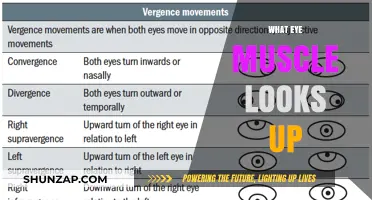 Eye Muscles: Up, Down, and Side to Side