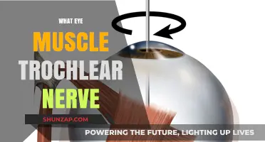 The Trochlear Nerve: Eye Muscle Control