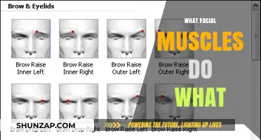 Facial Muscles: Understanding Their Unique Functions