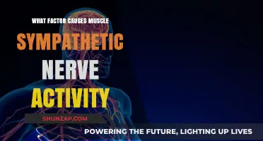 Unraveling the Key Factor Behind Muscle Sympathetic Nerve Activity