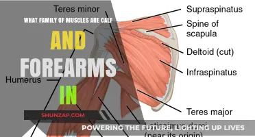 Exploring the Fascinating World of Calf and Forearm Muscles