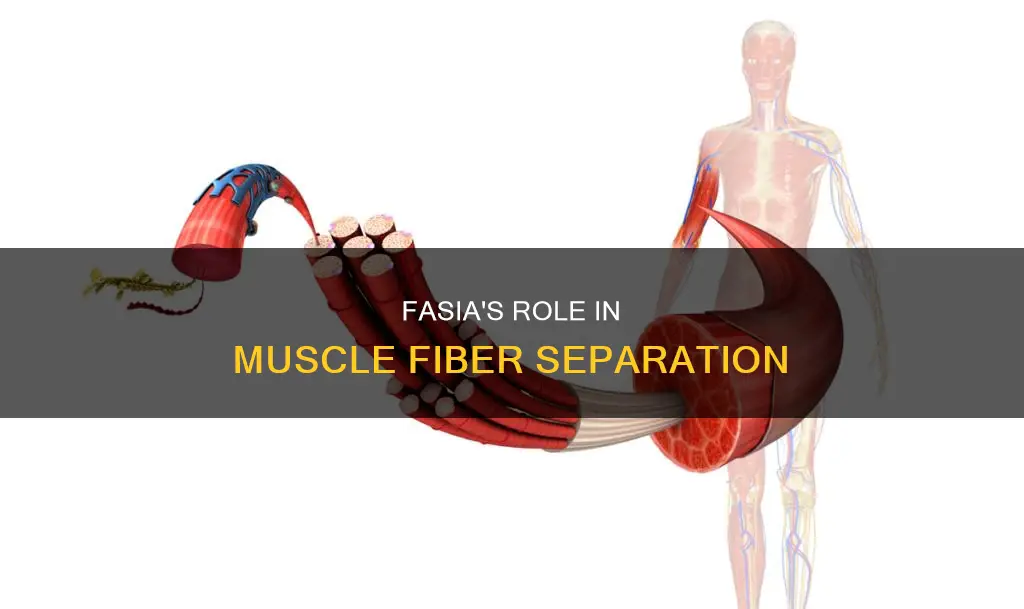 what fasia seperates muscle fibers