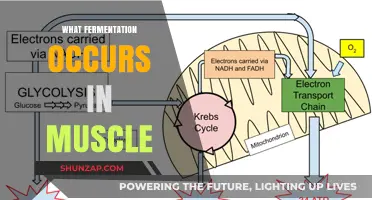 Muscle Fermentation: Understanding the Process