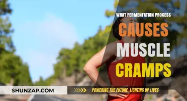 Fermentation and Muscle Cramps: Unraveling the Lactic Acid Connection