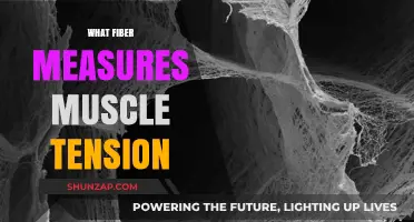 Measuring Muscle Tension: The Role of Fiber Sensors