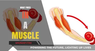 Muscle Contraction: What's the Spark?
