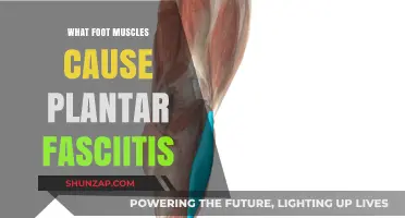 Understanding Foot Muscles Linked to Plantar Fasciitis Pain and Relief