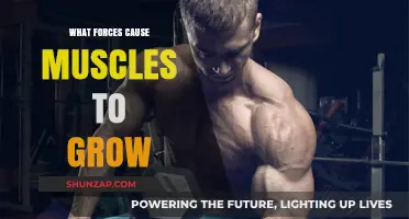 Unleashing Muscle Growth: Understanding the Forces Behind Strength and Size