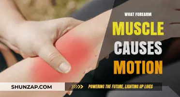 Forearm Muscles: Key Players in Wrist and Finger Motion Explained