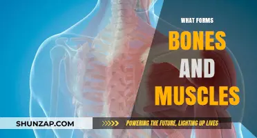How Bones and Muscles Are Formed