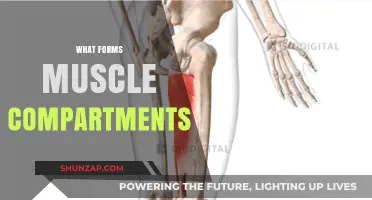 How Muscle Compartments Are Formed