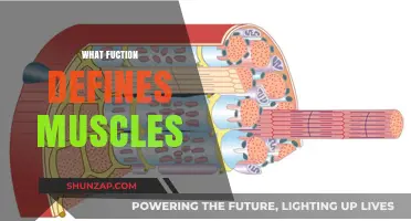 How Muscles Function and Their Purpose