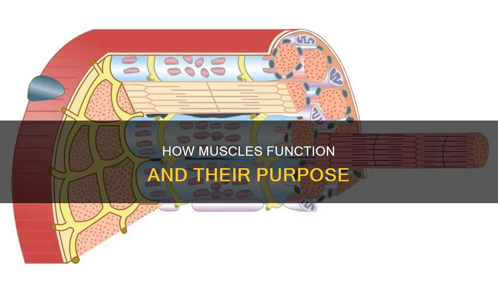 How Muscles Function And Their Purpose | CyVigor