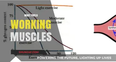 Unleashing Energy: Understanding the Fuel Sources for Working Muscles