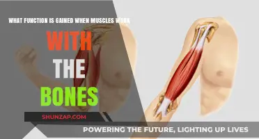 Muscles and Bones: Unlocking Movement and Stability Through Collaboration