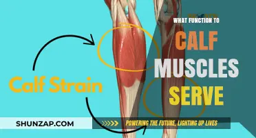 Unveiling the Power: Calf Muscles' Essential Functions Explained