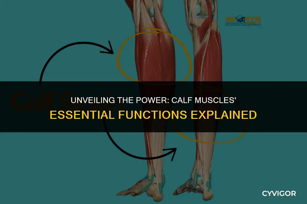 what function to calf muscles serve