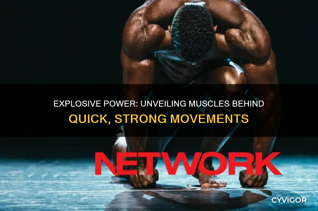 what functional group of muscles performs quick and strong movements