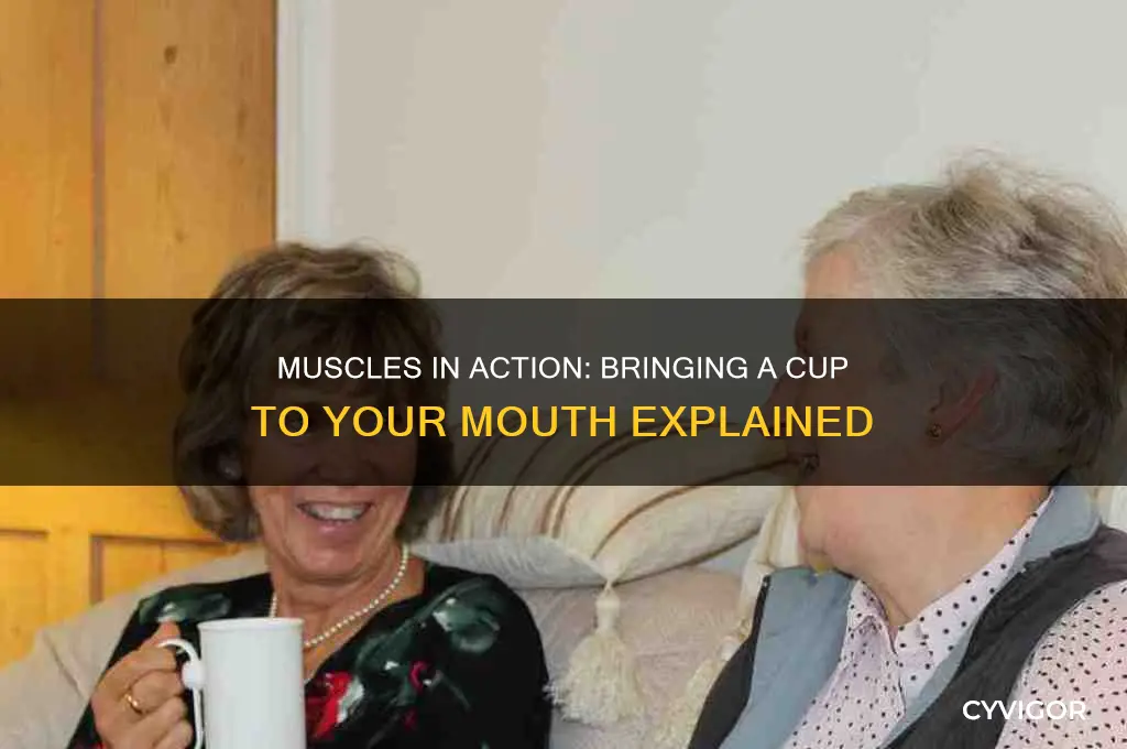 what functional muscle groups occuring when bringing cup to mouth