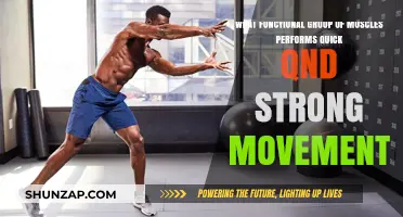 Explosive Power: The Functional Muscle Groups Behind Quick, Strong Movements