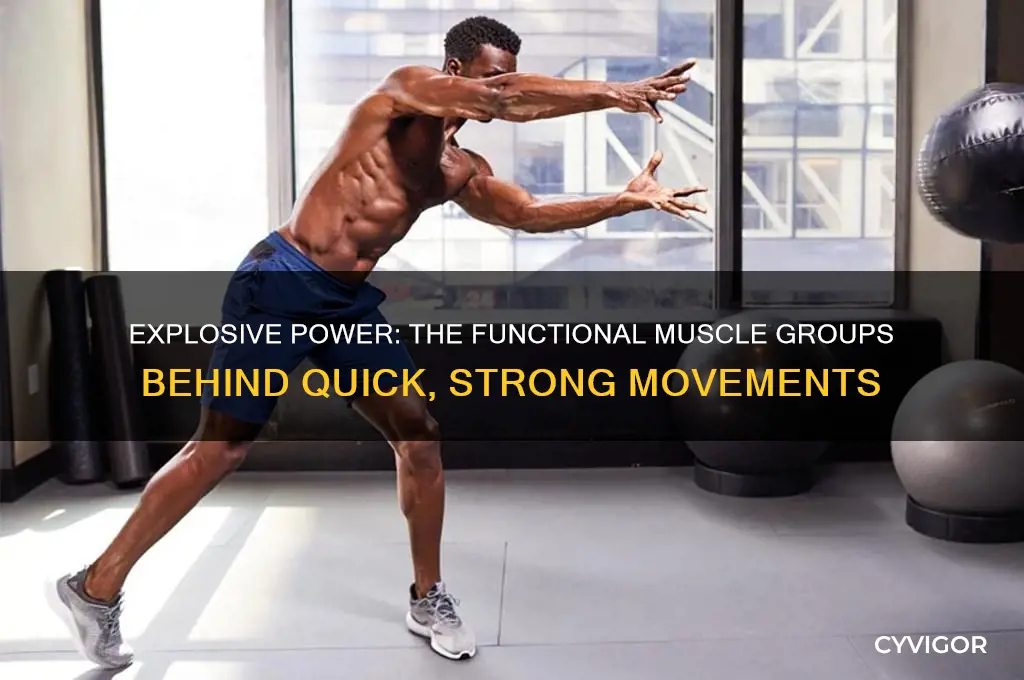 what funcyional group of muscles performs quick qnd strong movements