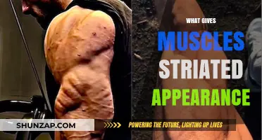 Striated Muscles: What's Behind the Stripes?