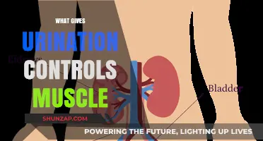 How Bladder and Pelvic Muscles Control Urination