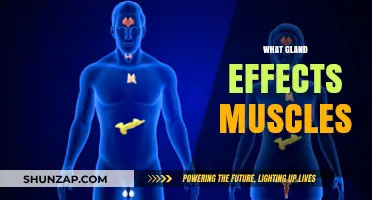 Muscle Control: The Gland Connection