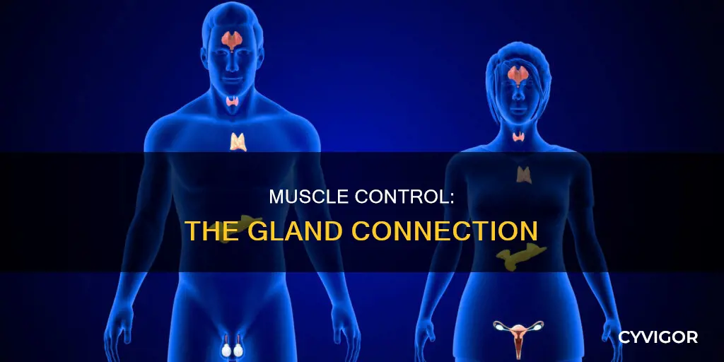 what gland effects muscles