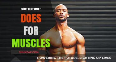 Glutamine: Muscle Recovery and Performance Enhancer