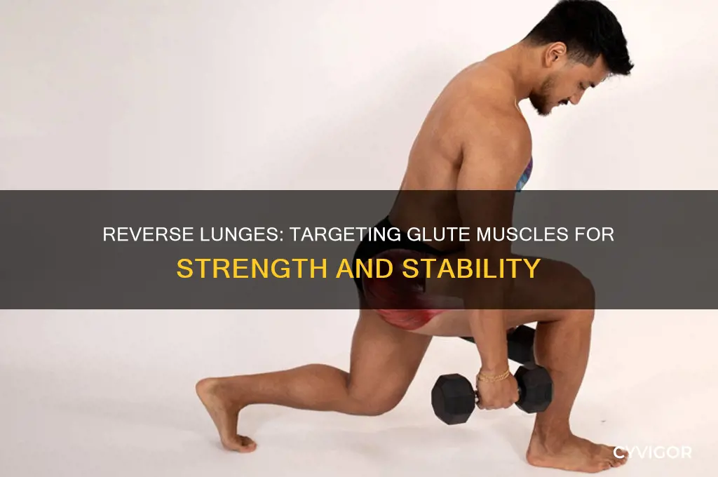 what glute muscles do reverse lunges work