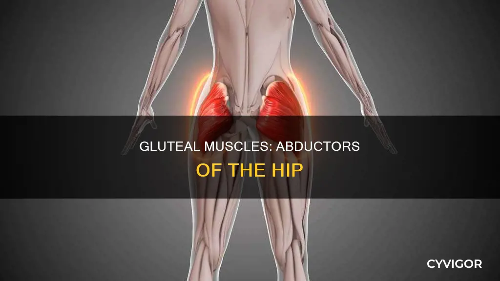 what gluteal muscles abduct