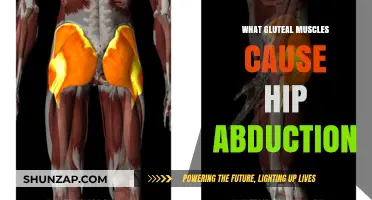 Gluteal Muscles and Hip Abduction: Understanding the Key Players