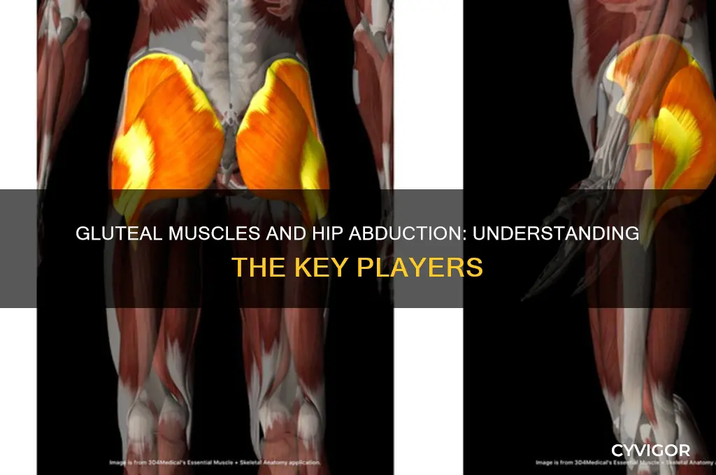 what gluteal muscles cause hip abduction