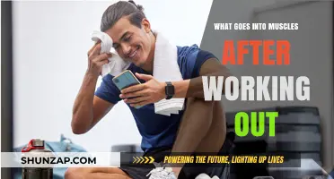 Post-Workout Muscle Recovery: Nutrients, Hydration, and Repair Processes Explained